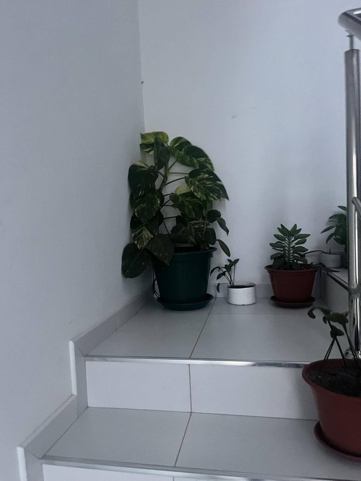 Oasis De Retour Apartment Ponta Do Sol Ngoại thất bức ảnh